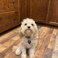 Lost Pet Image