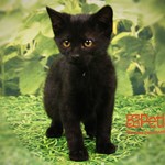Beans, Domestic Kitten, lost pet near Sugar Land, TX
