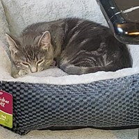 Lost Pet Image