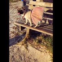 Lost Pet Image