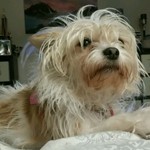 Angel, Jack Russell Terrier Mix, lost pet near Escondido, CA