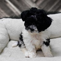 Lost Pet Image