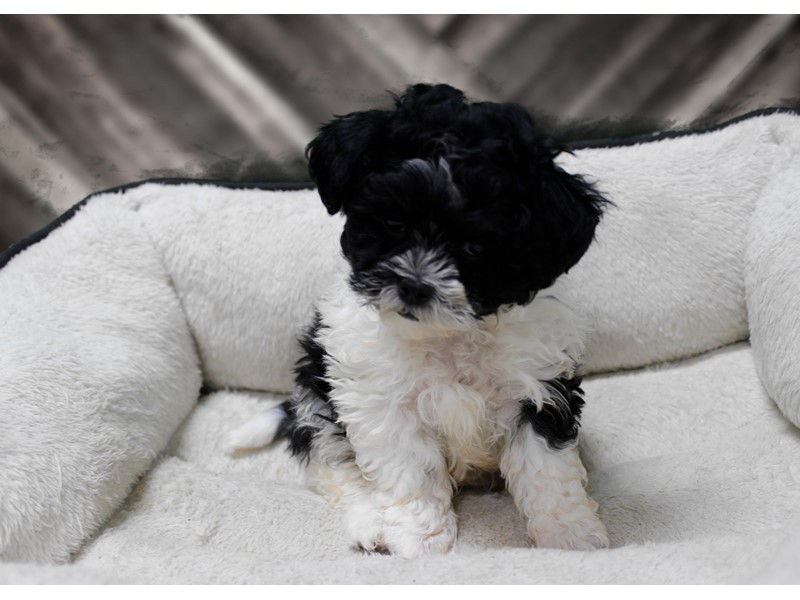 Pet Photo