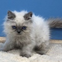 Lost Pet Image