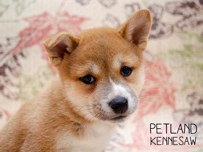 Pet Photo