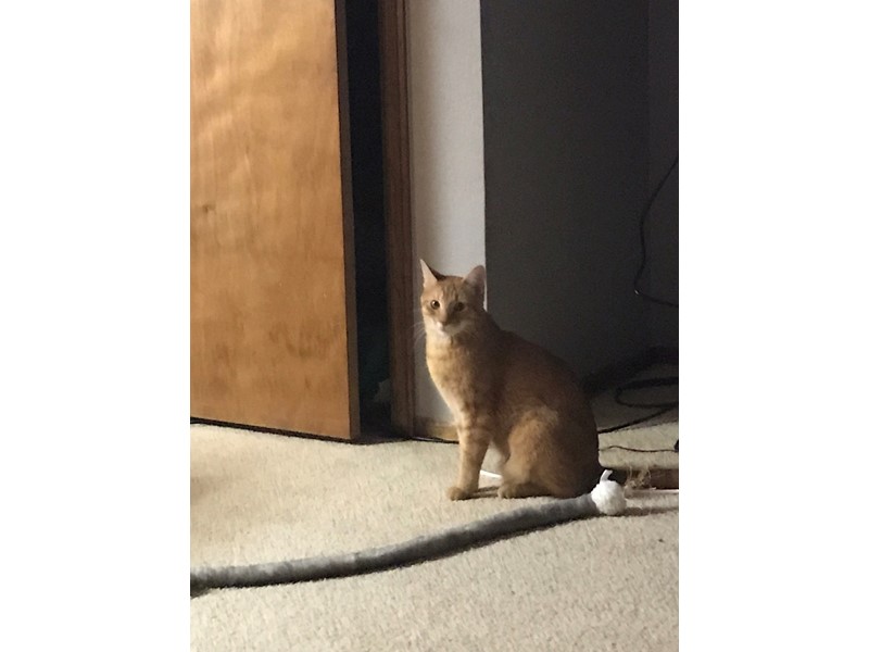 Pet Photo