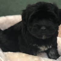 Lost Pet Image