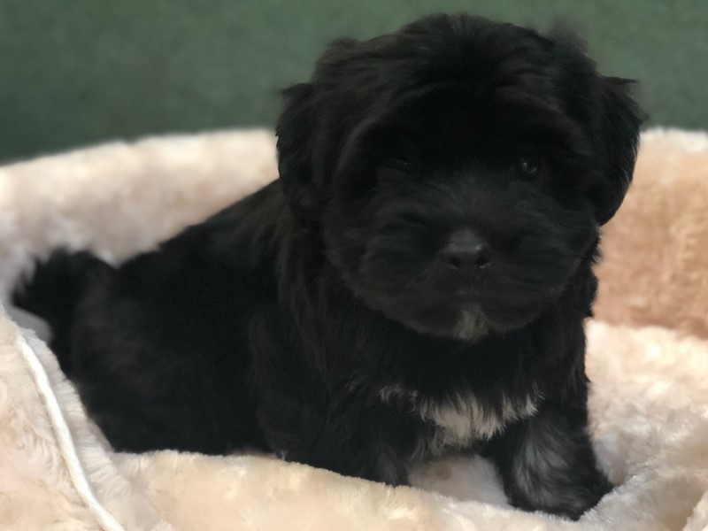 Pet Photo