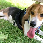 Ace, Beagle, lost pet near Bessemer, PA