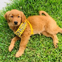 Lost Pet Image