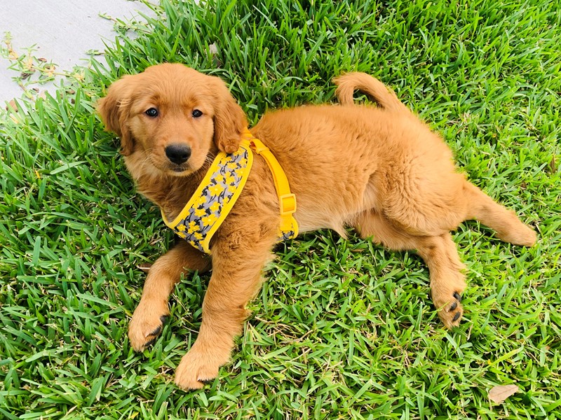 Pet Photo