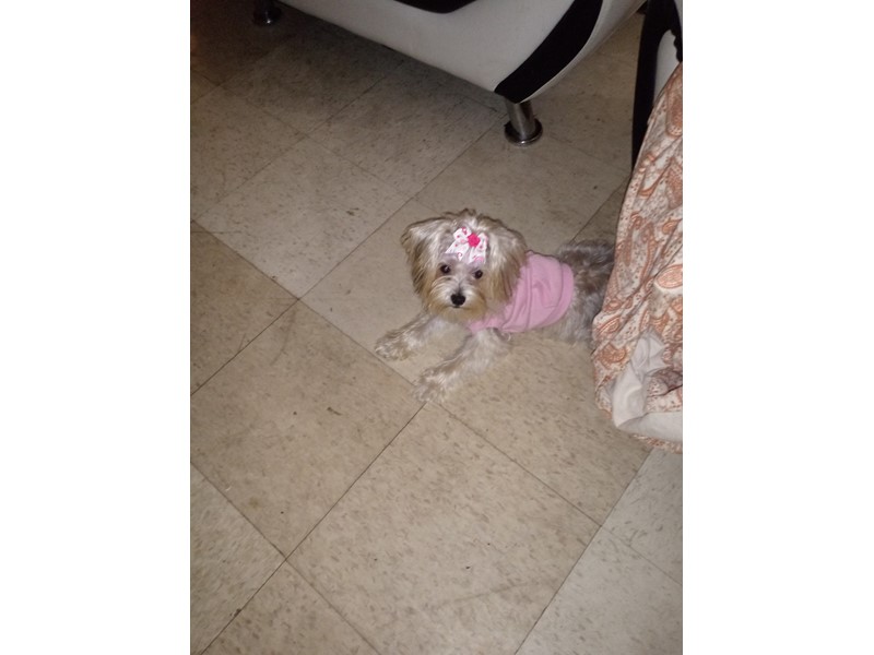 Pet Photo
