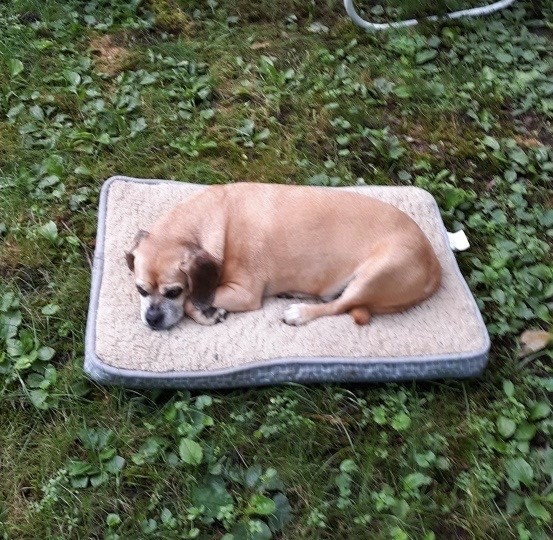 Pet Photo