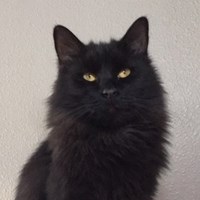 Lost Pet Image