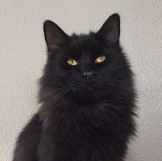 Pet Photo