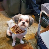 Lost Pet Image