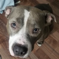 Lost Pet Image