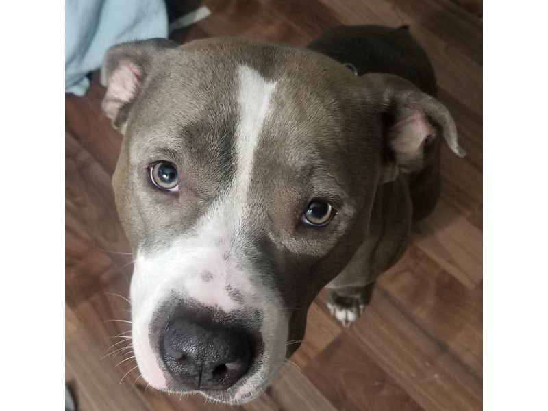 Pet Photo