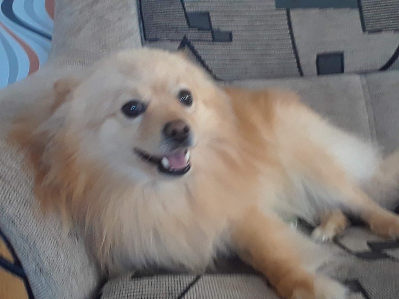 Pet Photo