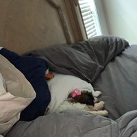 Lost Pet Image