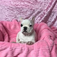 Lost Pet Image