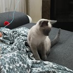 Ashly, Siamese, lost pet near Woodridge, IL