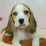 Vader Romano, Beagle, lost pet near Litchfield Park, AZ