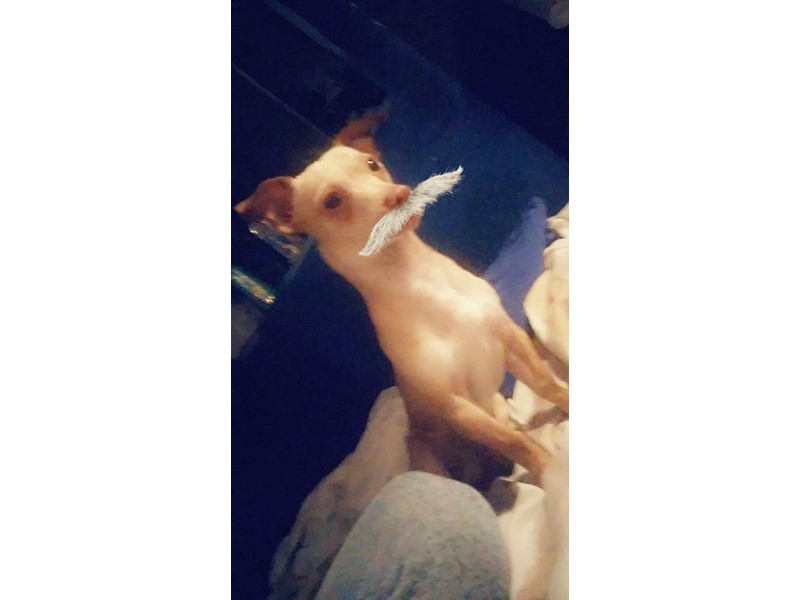 Pet Photo