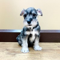 Lost Pet Image