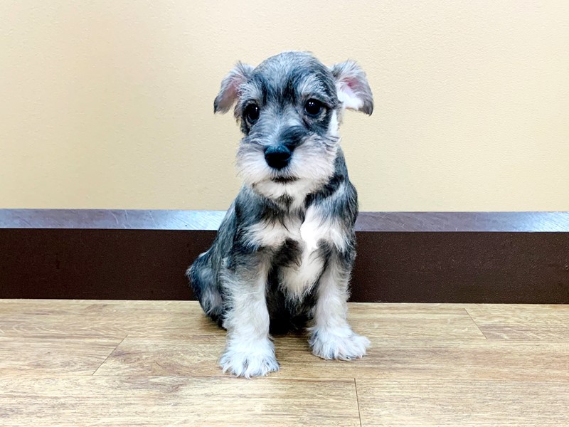Pet Photo