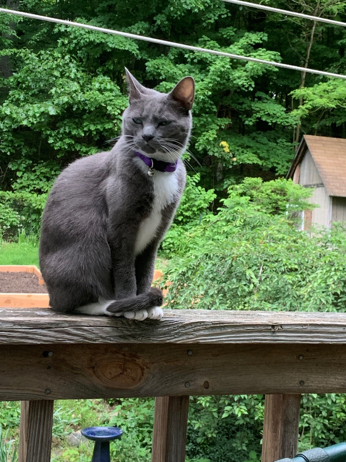 Emmie Is Missing In Avon Connecticut 06001 Petkey