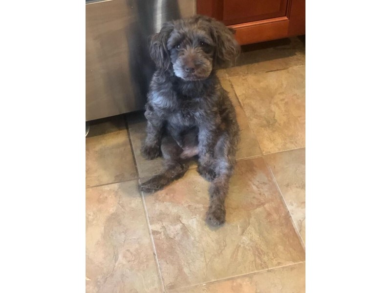 Pet Photo