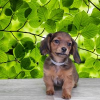 Lost Pet Image