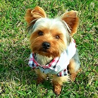 Lost Pet Image