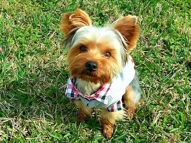 Pet Photo