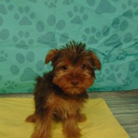 Lost Pet Image