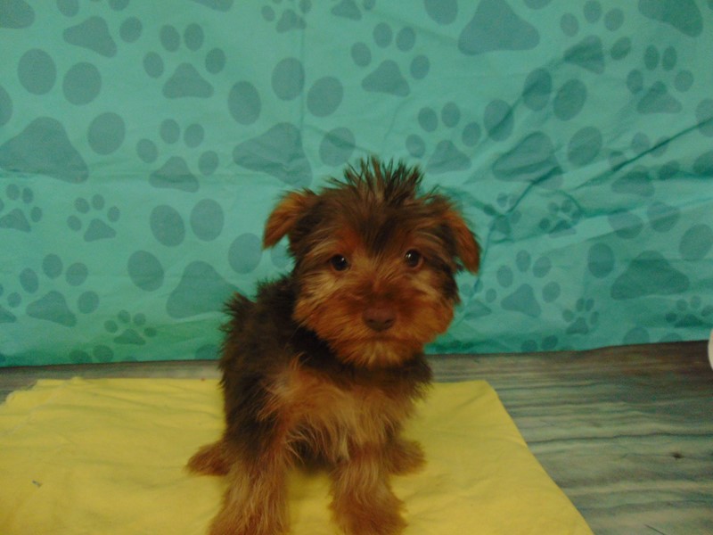 Pet Photo