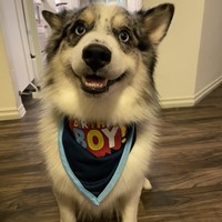Lost Pet Image