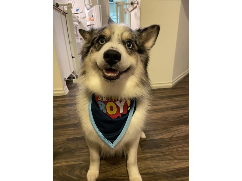 Pet Photo