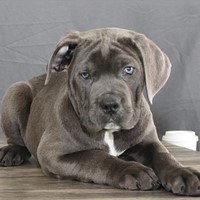 Lost Pet Image
