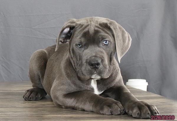Pet Photo