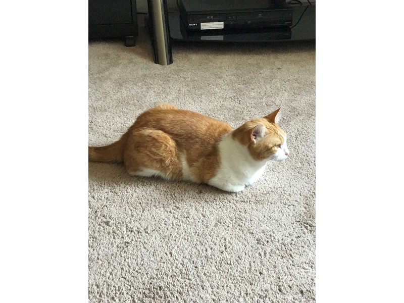 Pet Photo