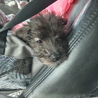 Lost Pet Image