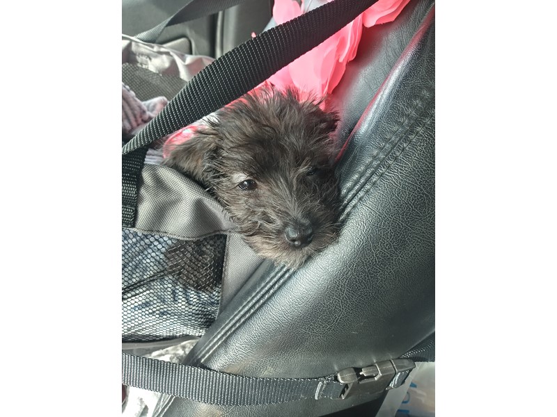 Pet Photo