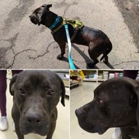 Lost Pet Image