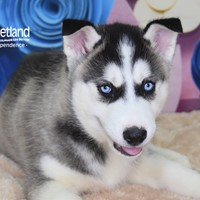 Lost Pet Image