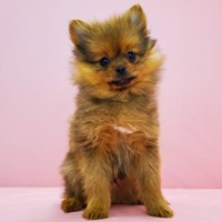 Lost Pet Image