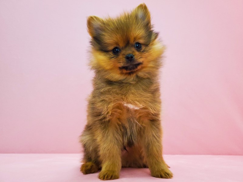 Pet Photo