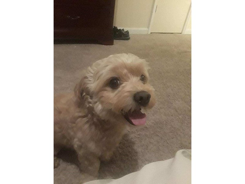 Pet Photo