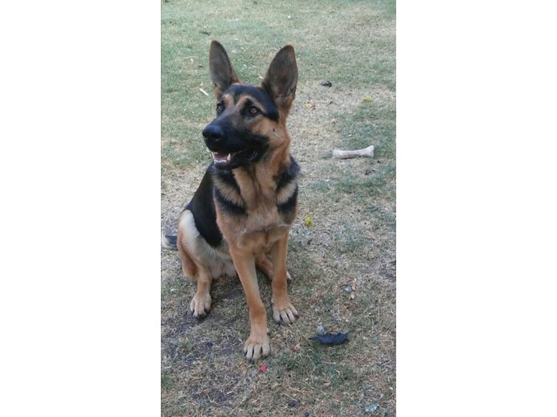 Pet Photo